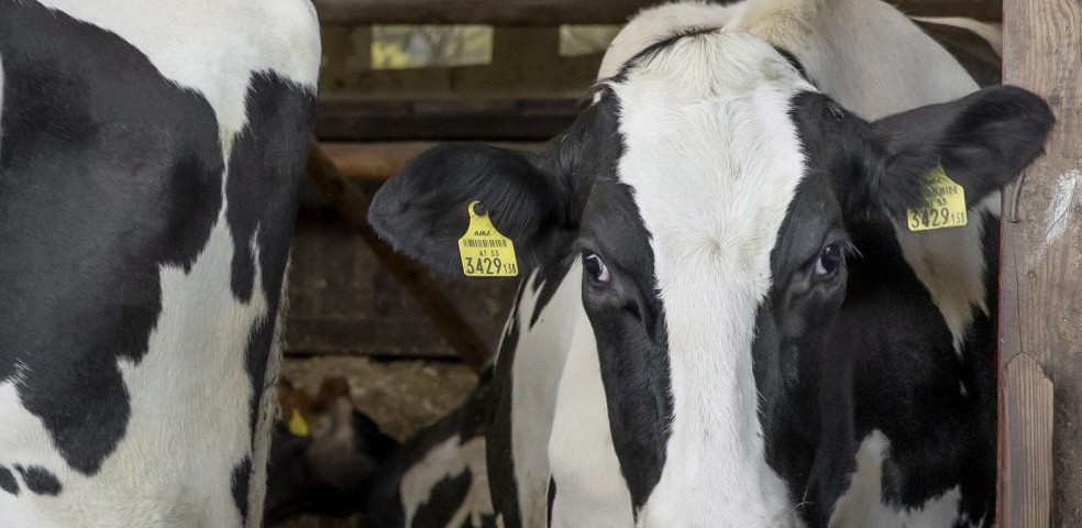 Los PremioBoehringer Ingelheim Animal Health España,