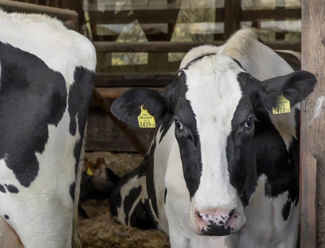 Últimos días para optar a los Premios BVDZero de Boehringer Ingelheim Animal Health