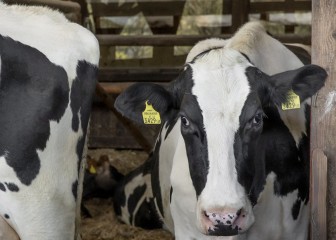 Últimos días para optar a los Premios BVDZero de Boehringer Ingelheim Animal Health