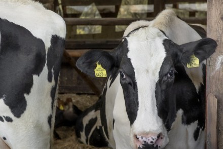 Últimos días para optar a los Premios BVDZero de Boehringer Ingelheim Animal Health