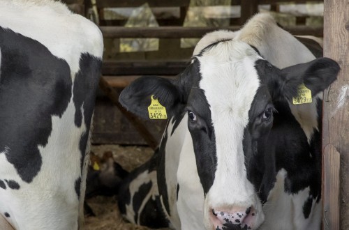 Últimos días para optar a los Premios BVDZero de Boehringer Ingelheim Animal Health