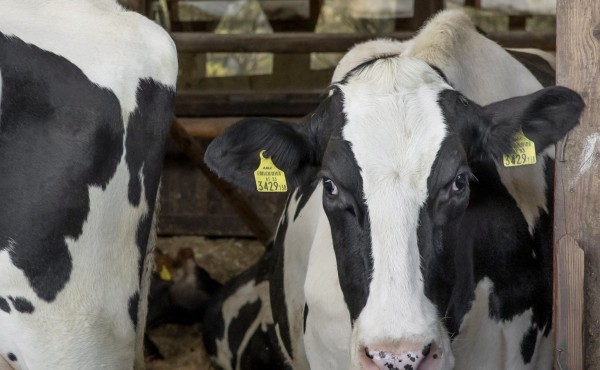 Últimos días para optar a los Premios BVDZero de Boehringer Ingelheim Animal Health