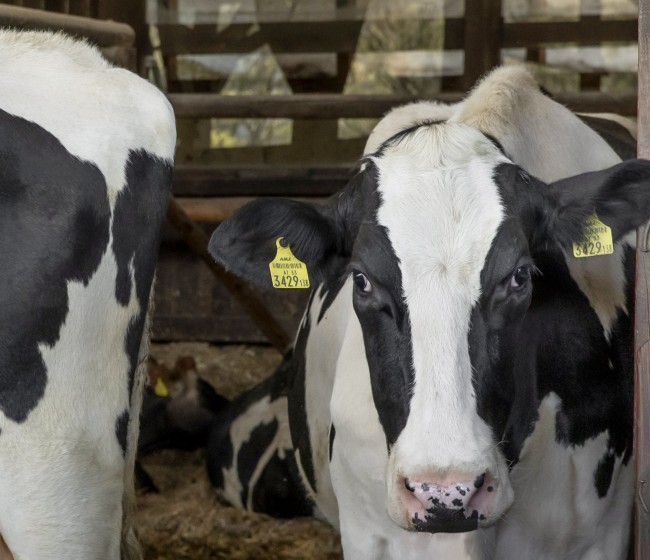 Últimos días para optar a los Premios BVDZero de Boehringer Ingelheim Animal Health