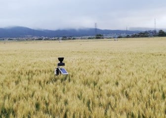 Mejora en el uso del nitrógeno en cereales con la aplicación de bioestimulantes