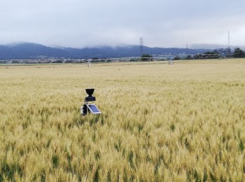 Mejora en el uso del nitrógeno en cereales con la aplicación de bioestimulantes