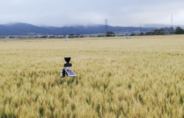 Mejora en el uso del nitrógeno en cereales con la aplicación de bioestimulantes