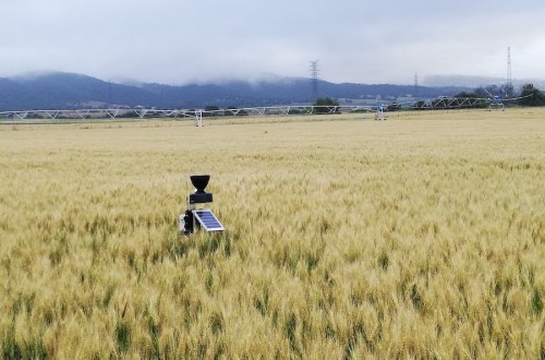 Mejora en el uso del nitrógeno en cereales con la aplicación de bioestimulantes