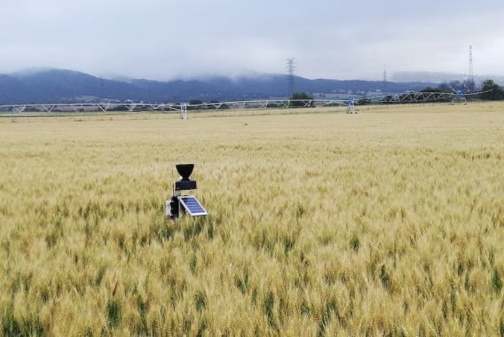 Mejora en el uso del nitrógeno en cereales con la aplicación de bioestimulantes