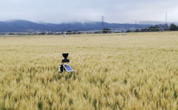 Mejora en el uso del nitrógeno en cereales con la aplicación de bioestimulantes
