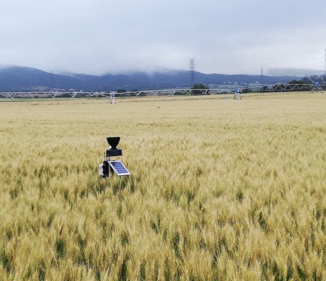 Mejora en el uso del nitrógeno en cereales con la aplicación de bioestimulantes