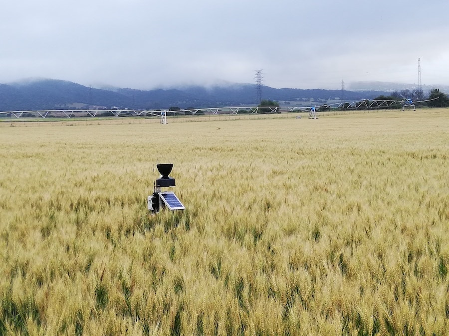 Mejora en el uso del nitrógeno en cereales con la aplicación de bioestimulantes