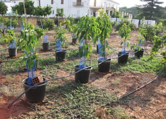 Desafíos y soluciones frente a la salinidad en el cultivo del aguacate en España (I)