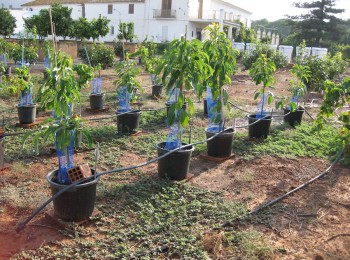 Desafíos y soluciones frente a la salinidad en el cultivo del aguacate en España (I)