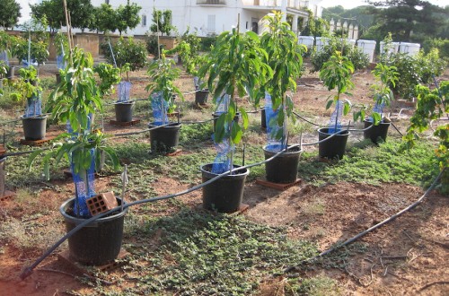 Desafíos y soluciones frente a la salinidad en el cultivo del aguacate en España (I)