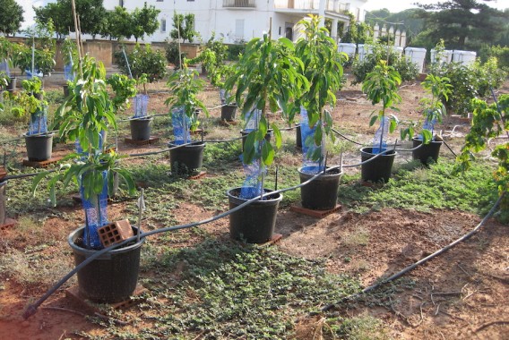 Desafíos y soluciones frente a la salinidad en el cultivo del aguacate en España (I)