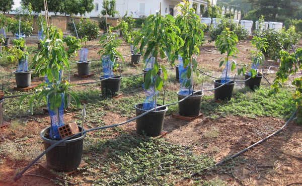 Desafíos y soluciones frente a la salinidad en el cultivo del aguacate en España (I)