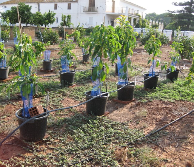 Desafíos y soluciones frente a la salinidad en el cultivo del aguacate en España (I)