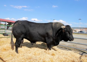 Ávila acoge la 49ª Edición del Concurso-Subasta Nacional de Ganado Vacuno de Raza Avileña-Negra Ibérica
