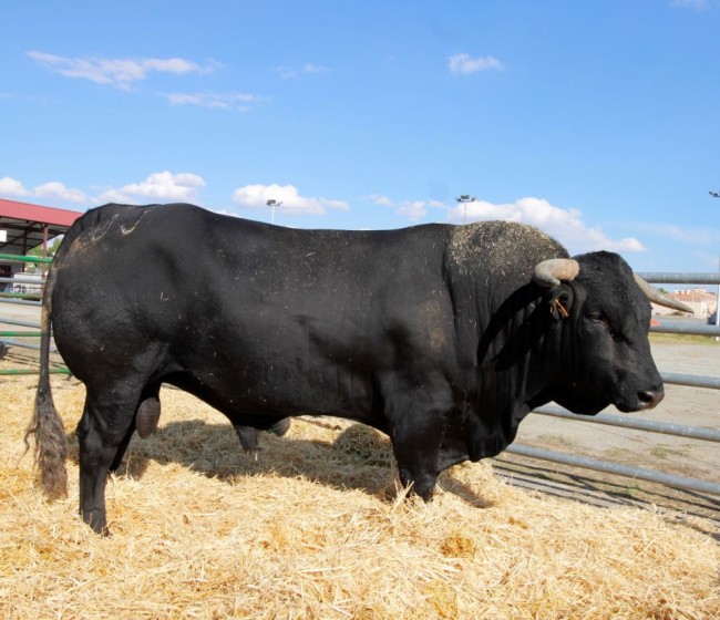 Ávila acoge la 49ª Edición del Concurso-Subasta Nacional de Ganado Vacuno de Raza Avileña-Negra Ibérica