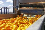 El CGC cree que el acuerdo UE-Mercosur impactará en los precios y en la viabilidad de la industria del zumo