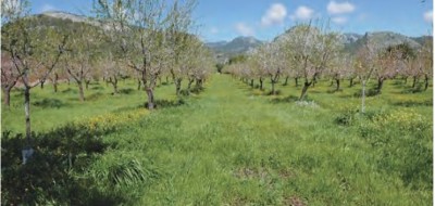 Climed Fruit: conservación de la biodiversidad en la región mediterránea para aumentar la resiliencia frente al cambio climático 