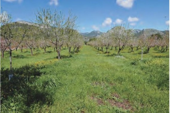 Climed Fruit: conservación de la biodiversidad en la región mediterránea para aumentar la resiliencia frente al cambio climático 