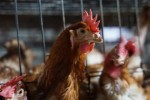 La Comisión Europea actualiza los focos de gripe aviar con los de Huelva y Guadalajara