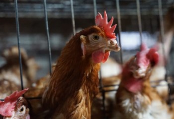 Segundo foco de gripe aviar en Valladolid en una granja con 727.000 gallinas ponedoras