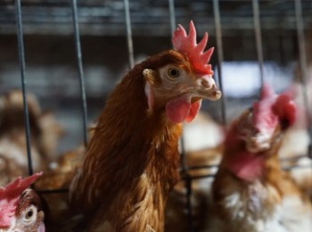 Andalucía ultima un protocolo de actuación con medidas ante posibles focos de gripe aviar