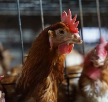 UPA pide al Gobierno diligencia para evitar que se especule con precio de pollo y de huevo