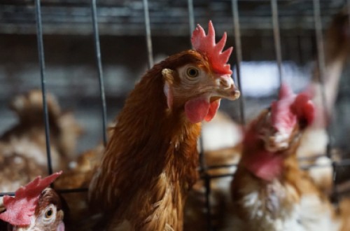 Andalucía ultima un protocolo de actuación con medidas ante posibles focos de gripe aviar