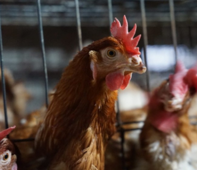 Andalucía ultima un protocolo de actuación con medidas ante posibles focos de gripe aviar