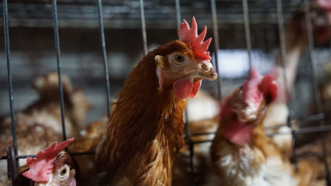 gallina_gripe_aviar_avicola