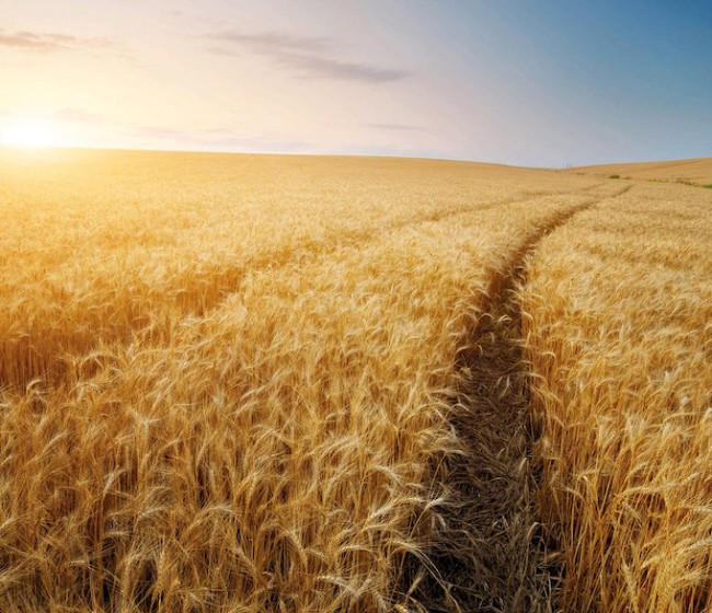 Abierto el plazo para suscribir los seguros de herbáceos, olivar y frutos secos