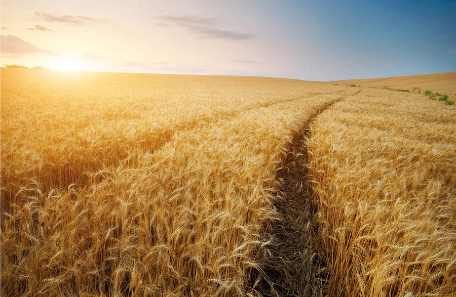 Abierto el plazo para suscribir los seguros de herbáceos, olivar y frutos secos