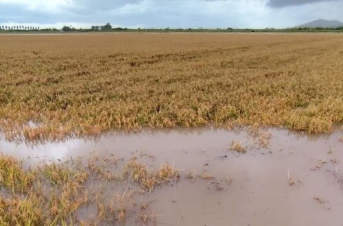 AVA-Asaja: las lluvias causan daños puntuales pero en principio son positivas para la agricultura valenciana