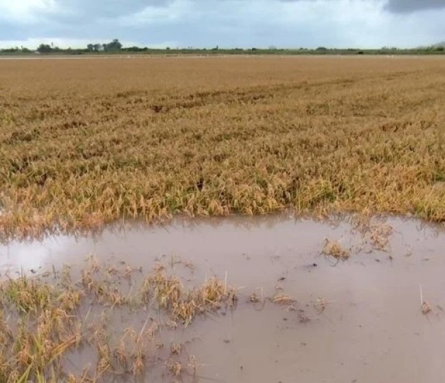 AVA-Asaja: las lluvias causan daños puntuales pero en principio son positivas para la agricultura valenciana