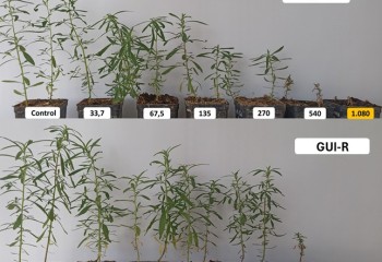 Problemas de control de malas hierbas resistentes a glifosato en siembra directa