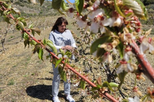 Campo Jalón, amplia experiencia asesorando en frutales de alto valor