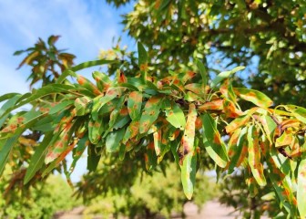 Prácticas agronómicas para el control de la mancha ocre del almendro