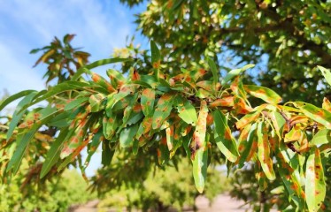 Prácticas agronómicas para el control de la mancha ocre del almendro