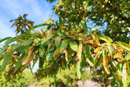 Prácticas agronómicas para el control de la mancha ocre del almendro