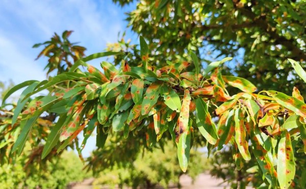Prácticas agronómicas para el control de la mancha ocre del almendro