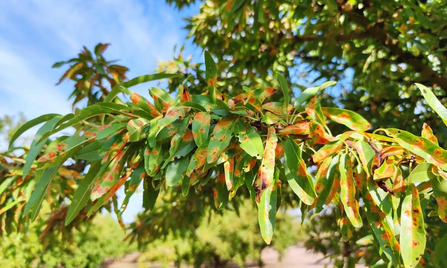 Prácticas agronómicas para el control de la mancha ocre del almendro
