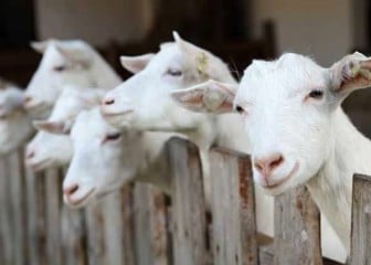 Valoración sensorial e instrumental de la carne de cabrito lechal