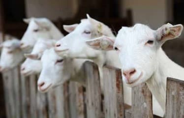 Valoración sensorial e instrumental de la carne de cabrito lechal