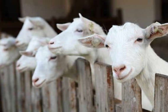 Valoración sensorial e instrumental de la carne de cabrito lechal