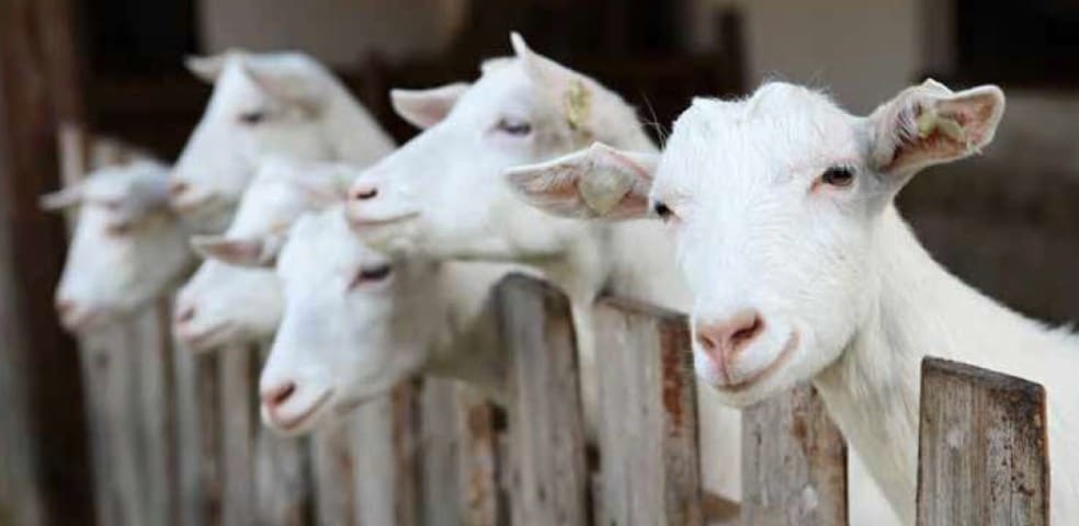 cabrito
