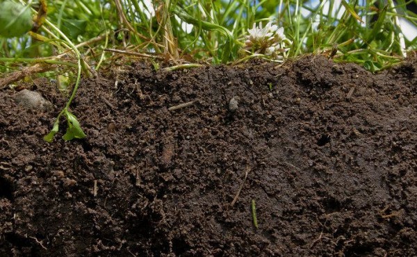 Climed Fruit: conjunto de indicadores de la calidad del suelo