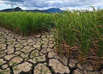 Climed Fruit: Resiliencia climática: 12 artículos con eficaces soluciones validadas en la práctica